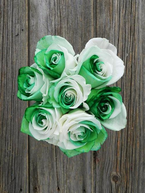  GREEN & WHITE TINTED ROSES